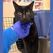 Thumbnail photo of Cat Display Thunder #3