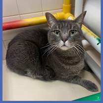 Thumbnail photo of Cat Display Flipper #1