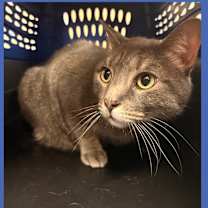 Thumbnail photo of Cat Display Flipper #2