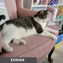 Thumbnail photo of Zoran #4