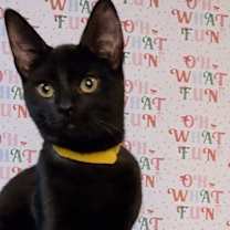 Thumbnail photo of Peeley #1