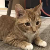 Thumbnail photo of Topaz #1