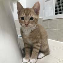 Thumbnail photo of Topaz #2