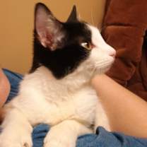 Thumbnail photo of Sandler @ Montrose Petsmart! #1