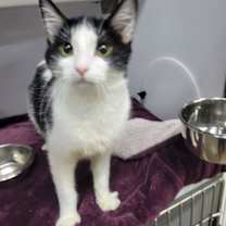 Thumbnail photo of Sandler @ Montrose Petsmart! #2