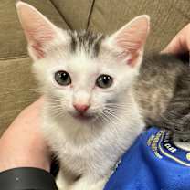 Thumbnail photo of Dakiti #1