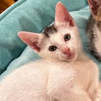 Thumbnail photo of Dakiti #2