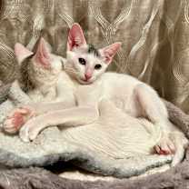 Thumbnail photo of Dakiti #3