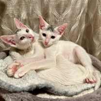 Thumbnail photo of Dakiti #4