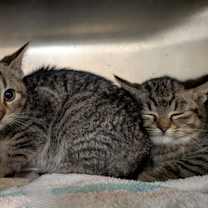 Thumbnail photo of Starburst #1