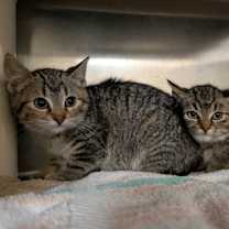 Thumbnail photo of Mamba #2