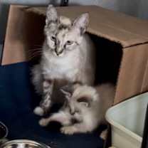 Thumbnail photo of Joey #3