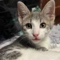 Thumbnail photo of Kai #2