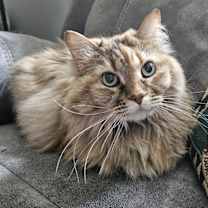 Thumbnail photo of Ginny -- Bonded Buddy With Leo #1