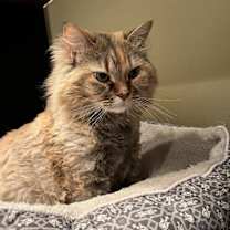 Thumbnail photo of Ginny -- Bonded Buddy With Leo #2