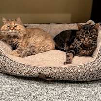 Thumbnail photo of Ginny -- Bonded Buddy With Leo #3