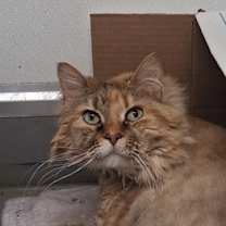 Thumbnail photo of Ginny -- Bonded Buddy With Leo #4