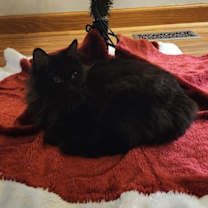 Thumbnail photo of Delano #4