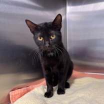 Thumbnail photo of Coal #1