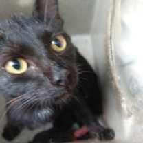 Thumbnail photo of Coal #2