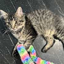 Thumbnail photo of Foxy #2