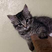 Thumbnail photo of Foxy #3