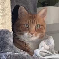 Thumbnail photo of Archie #1