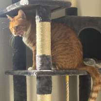 Thumbnail photo of Archie #2