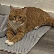 Thumbnail photo of Archie #3