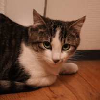 Thumbnail photo of Francis #2