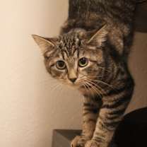 Thumbnail photo of Frankie #1