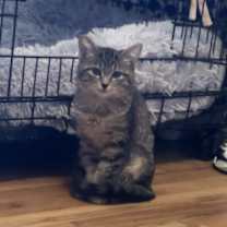 Thumbnail photo of Frankie #3