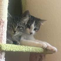 Thumbnail photo of Frankie #4