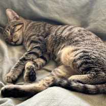 Thumbnail photo of Didi #2