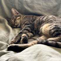 Thumbnail photo of Didi #3