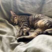 Thumbnail photo of Didi #4