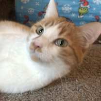 Thumbnail photo of Rufus #1