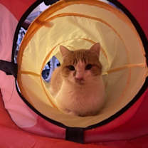 Thumbnail photo of Rufus #2