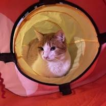 Thumbnail photo of Rufus #3