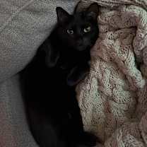 Thumbnail photo of Shadow #2