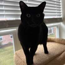 Thumbnail photo of Shadow #3