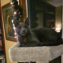 Thumbnail photo of Maverick #1