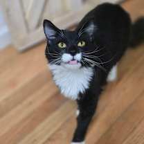 Thumbnail photo of Tom Selleck #3