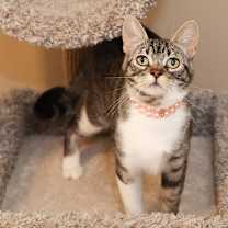 Thumbnail photo of Pepper #3