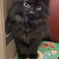 Thumbnail photo of Kris, Willow Grove PS, (FCID 12/16/2025-125) #1