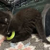 Thumbnail photo of Kris, Willow Grove PS, (FCID 12/16/2025-125) #2