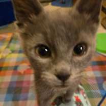 Thumbnail photo of Poker Face #4