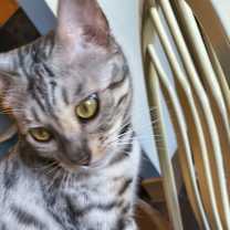 Thumbnail photo of Naula #1