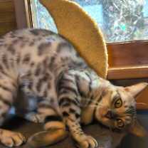 Thumbnail photo of Naula #2