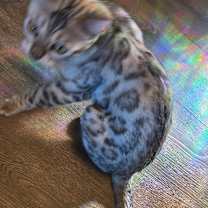 Thumbnail photo of Naula #3